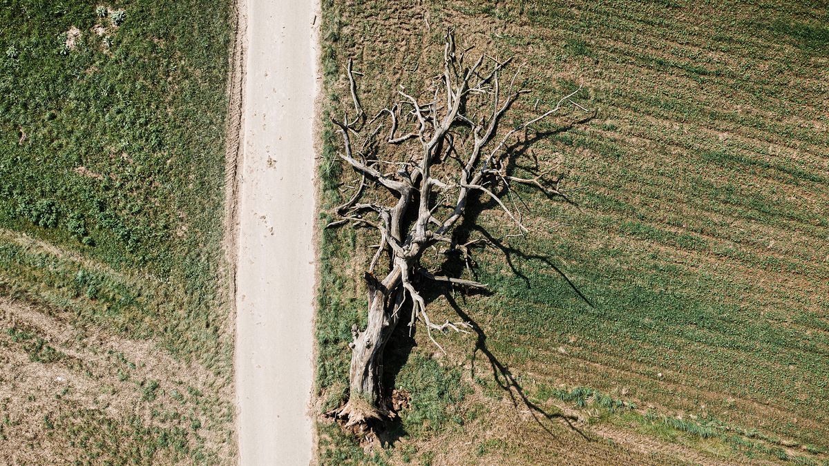 Zawaliło się "drzewo wisielców". Stary dąb miał kilkaset lat 1