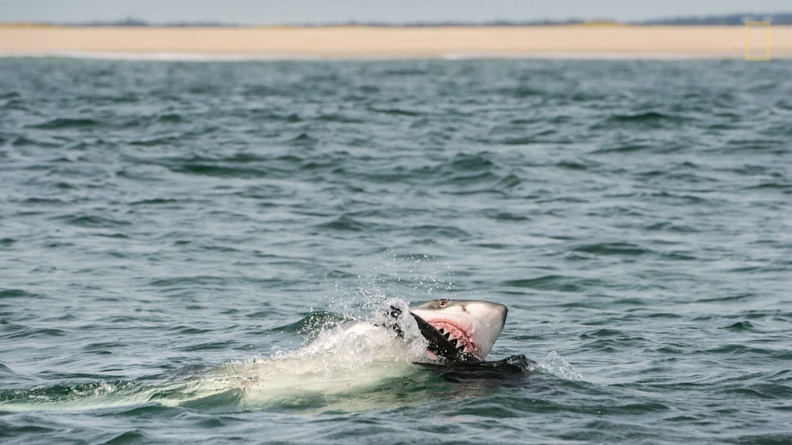 Brian Skerry fotografuje żarłacze białe w okolicy Cape Cod.