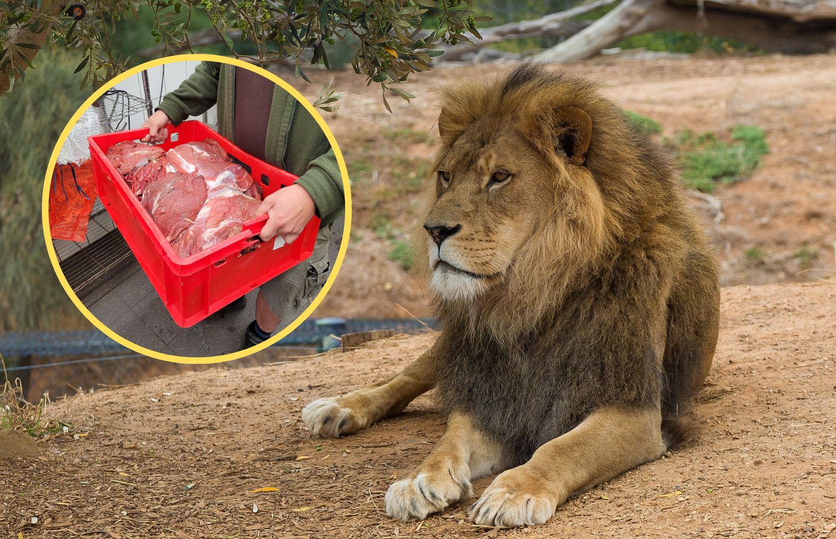 Zoo szuka opiekuna dla lwów. Oto wymagania i zarobki na stanowisku