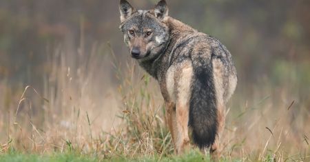 Ogłaszają ws. wilków w Polsce. Badają je już 30 lat