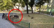 "Nie wierzę". Ekspert zabrał głos ws. dzików w miastach