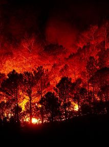 Fires in Hawaii. "The biggest natural disaster in history"