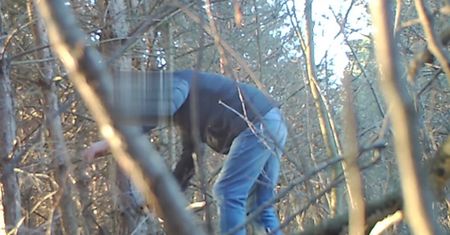 Wnykarz przyłapany. Leśnicy pokazali nagranie z lasu