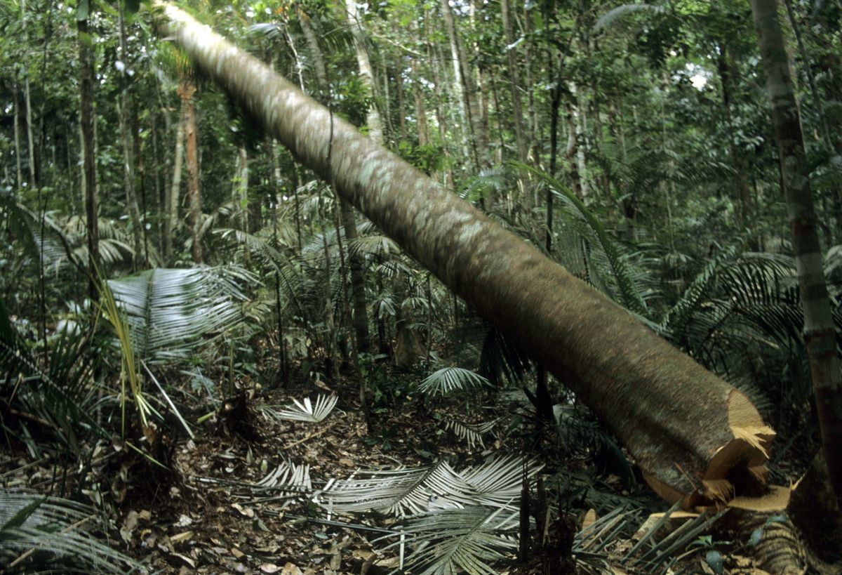 Pierwsze porozumienie na szczycie COP26. Ma powstrzymać wylesianie planety 