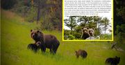 Niezwykłe spotkanie w Tatrach. Niedźwiadki skradły serca internautów
