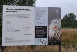 Rybnik. Miasto chwali się nutriami, mieszkają w centrum