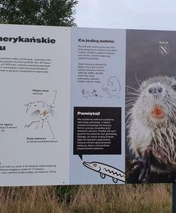 Rybnik. Miasto chwali się nutriami, mieszkają w centrum