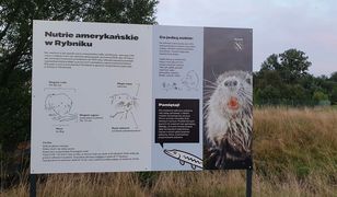 Rybnik. Miasto chwali się nutriami, mieszkają w centrum