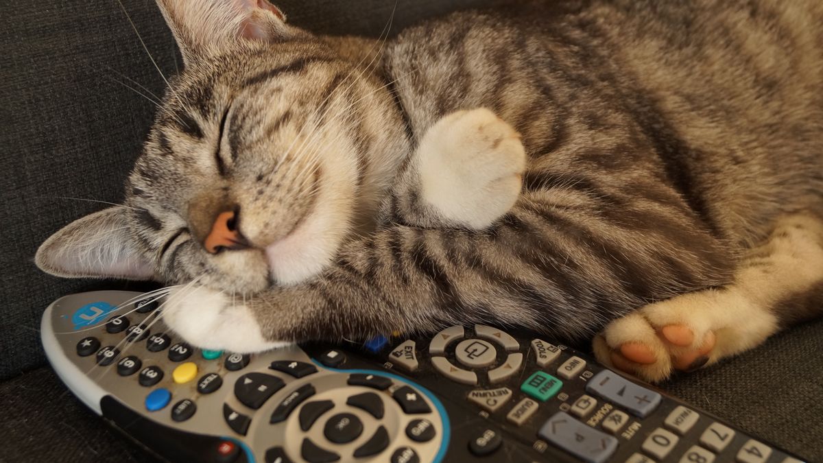 Kto musi płacić podatek od kota?