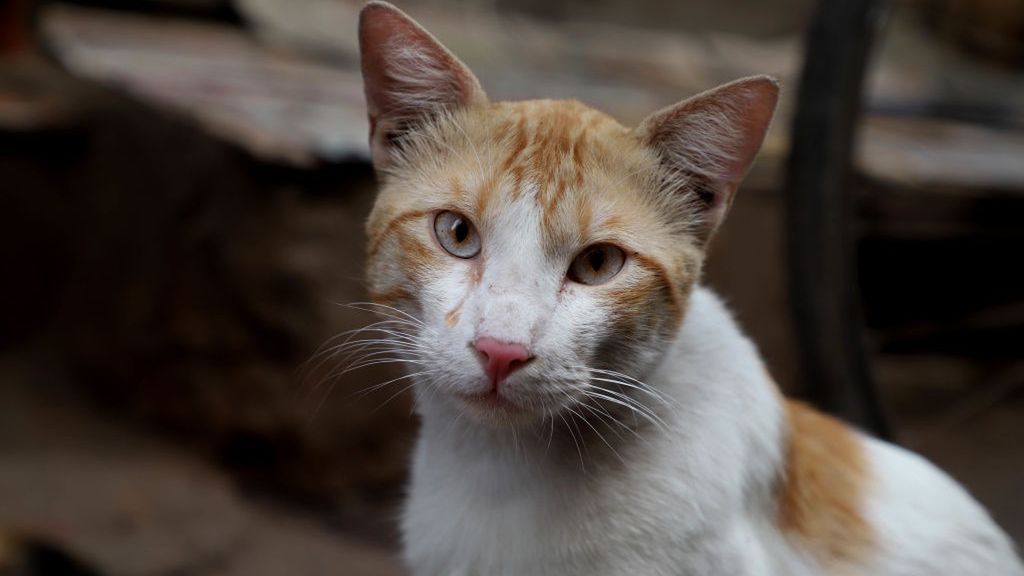 W nowojorskich schroniskach brakuje czworonogów/