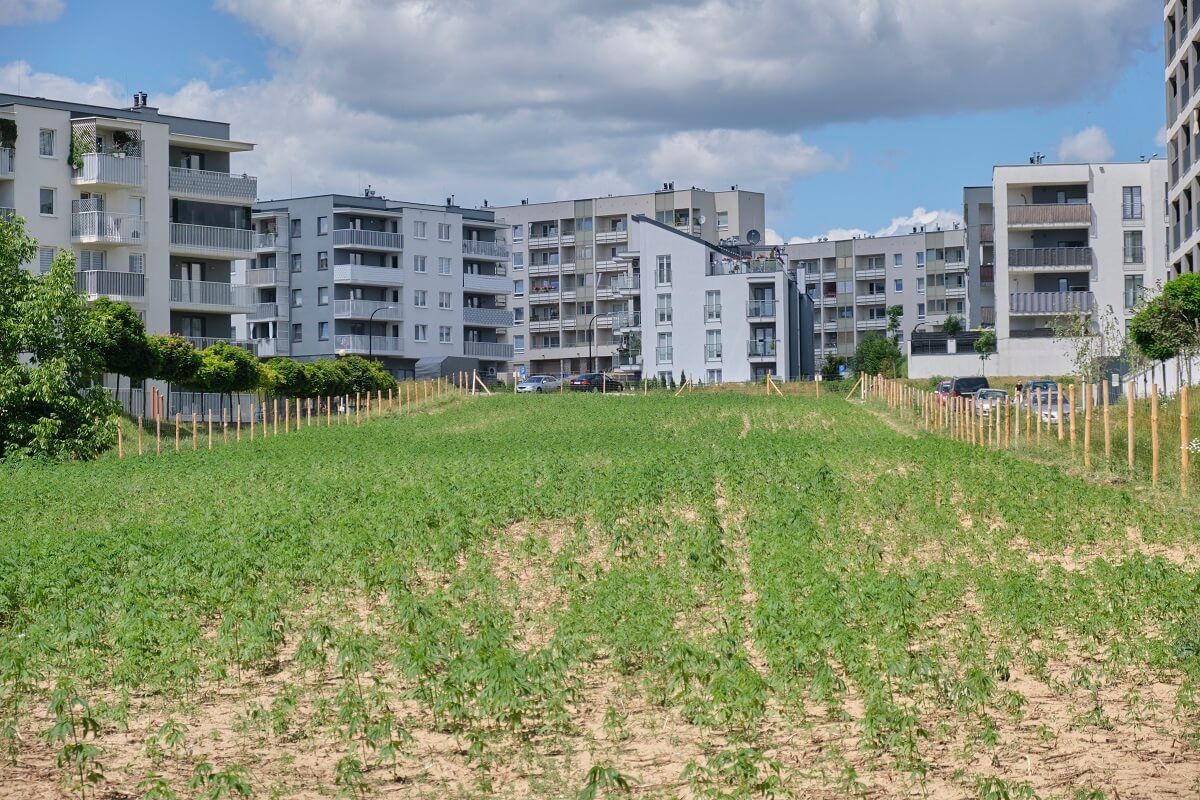 Pole konopi włóknistych na Węglinie w Lublinie