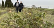 Gm. Wierzbinek: Na polu pigwowiec zamiast żyta. Pomysł, który zaowocował