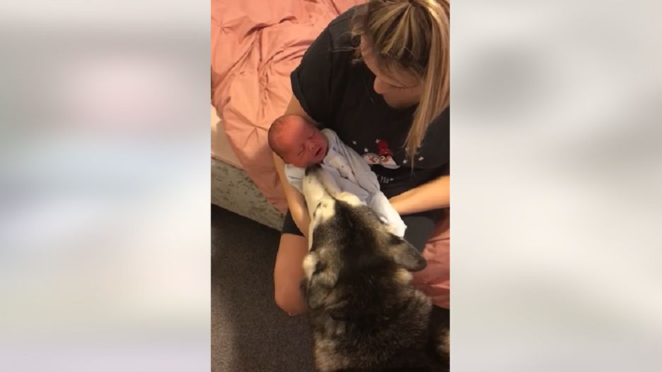 Wideo z psem nieodstępującym dziecka na krok hitem sieci. Obejrzało go ponad 9 mln internautów