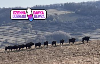 Już 880 osobników. Znów przybyło żubrów w Bieszczadach