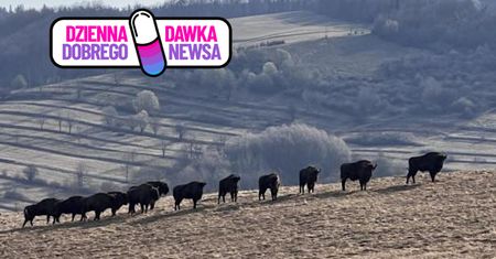 Już 880 osobników. Znów przybyło żubrów w Bieszczadach