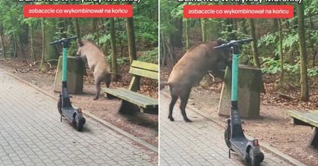Dzik stanął przy koszu. Zdziwisz się, co zrobił potem