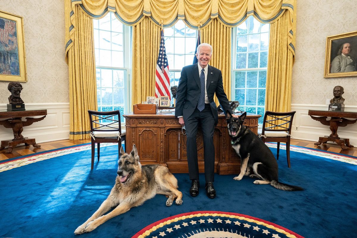 Psy prezydenta USA odesłane. Zwierzaki Joe Bidena się nie popisały