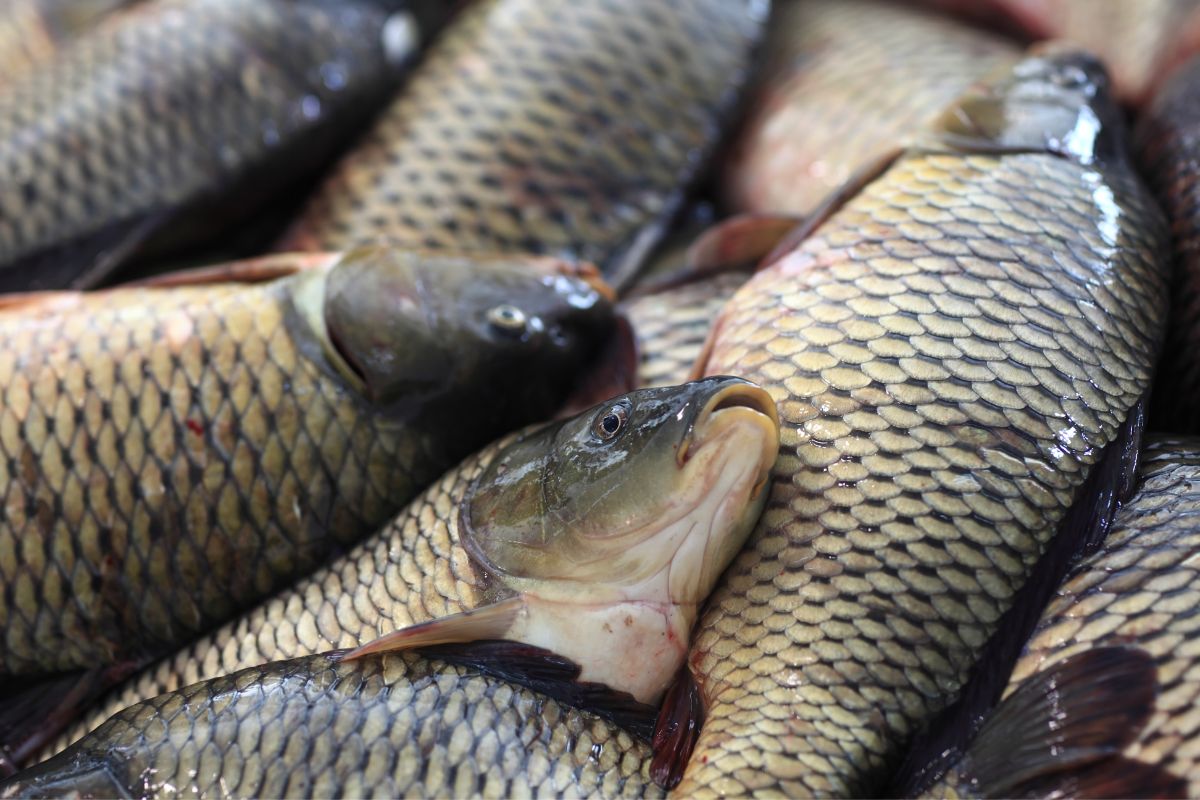 Karp będzie smaczniejszy, jeśli pochodził z dobrych hodowli