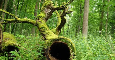 Puszcza Białowieska. Szykują się wycinki drzew. Ekolodzy reagują!