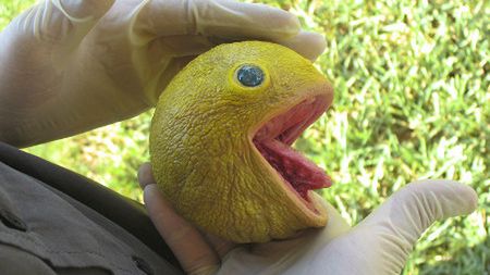 Pac-Man istnieje naprawdę! [wideo] 1