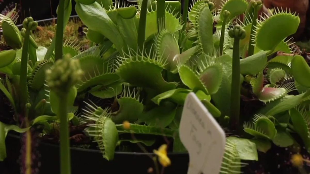 Głodne i zielone - największy zbiór mięsożernych roślin [wideo] 1
