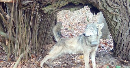 Ktoś zabił wilczycę. Wysoka nagroda za wskazanie sprawcy