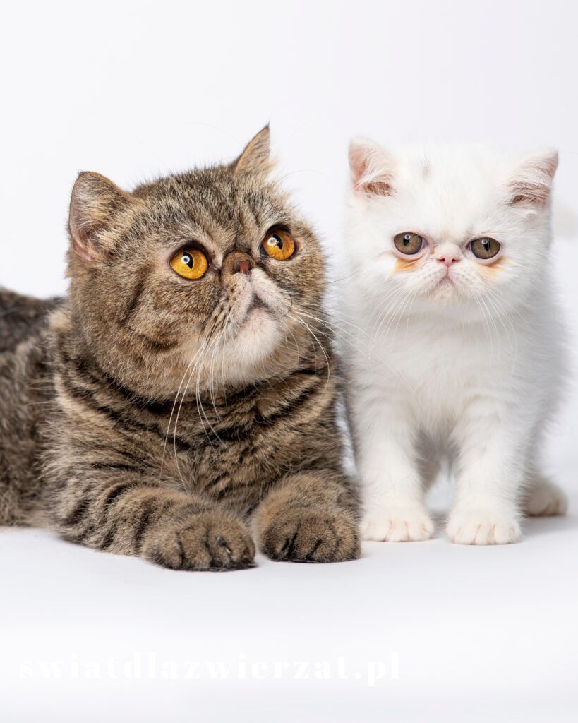 Exotic Shorthair - Brytyjski krótkowłosy