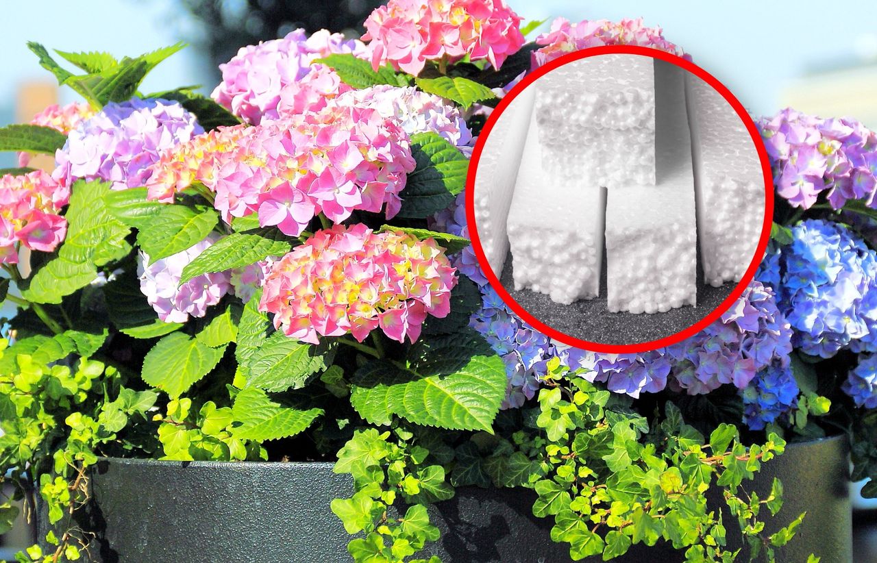 Masz hortensję w donicy? Tak przygotuj ją do zimy