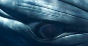 Tak powstają zdjęcia wielorybów w ich naturalnej wielkości (wideo)