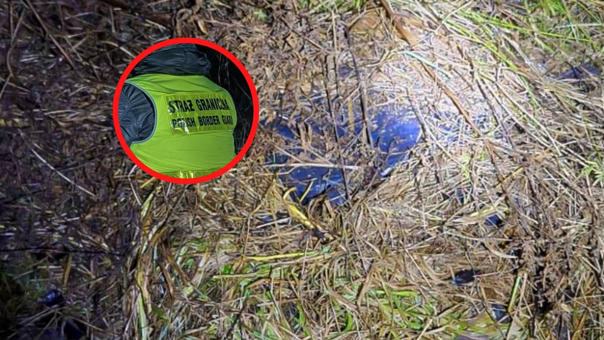 Nielegalne papierosy w zaroślach.