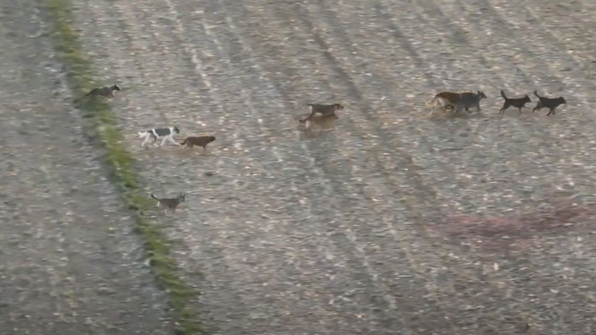 Sfora bezpańskich psów