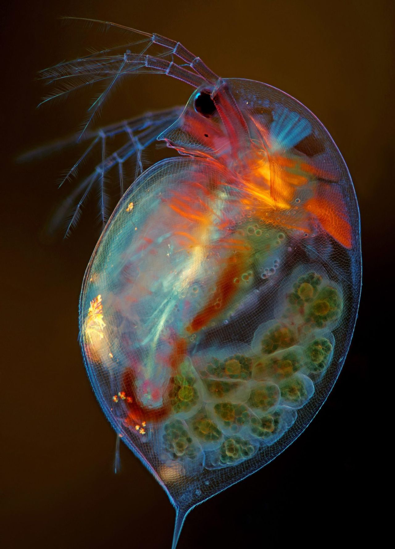 Daphnia magna w ciąży