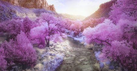 Zobacz świat w podczerwieni. Oto najlepsze zdjęcia z konkursu "Life in another light"