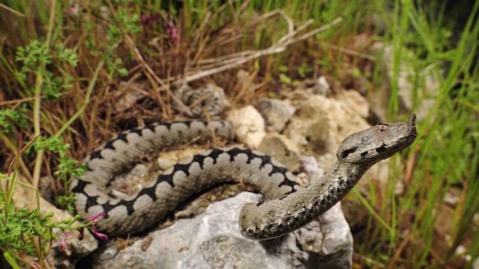 Sandotter, Sand-Otter, Europaeische Hornotter, Hornviper, Sandviper, Vipera ammodytes, sand viper, nose-horned viper
Sandotter, Sand-Otter, Europaeische Hornotter, Hornviper, Sandviper (Vipera ammodytes), Maennchen auf Suche nach Beute, Kroatien | sand viper, nose-horned viper (Vipera ammodytes), male on the feed, Croatia 
Dostawca: PAP/DPA.
B. Trapp
Europe, toxic, venomous, poisonous, Croatia, reptile, snake, queue, line, rare, animal, animals, ilustracja, ilustracje