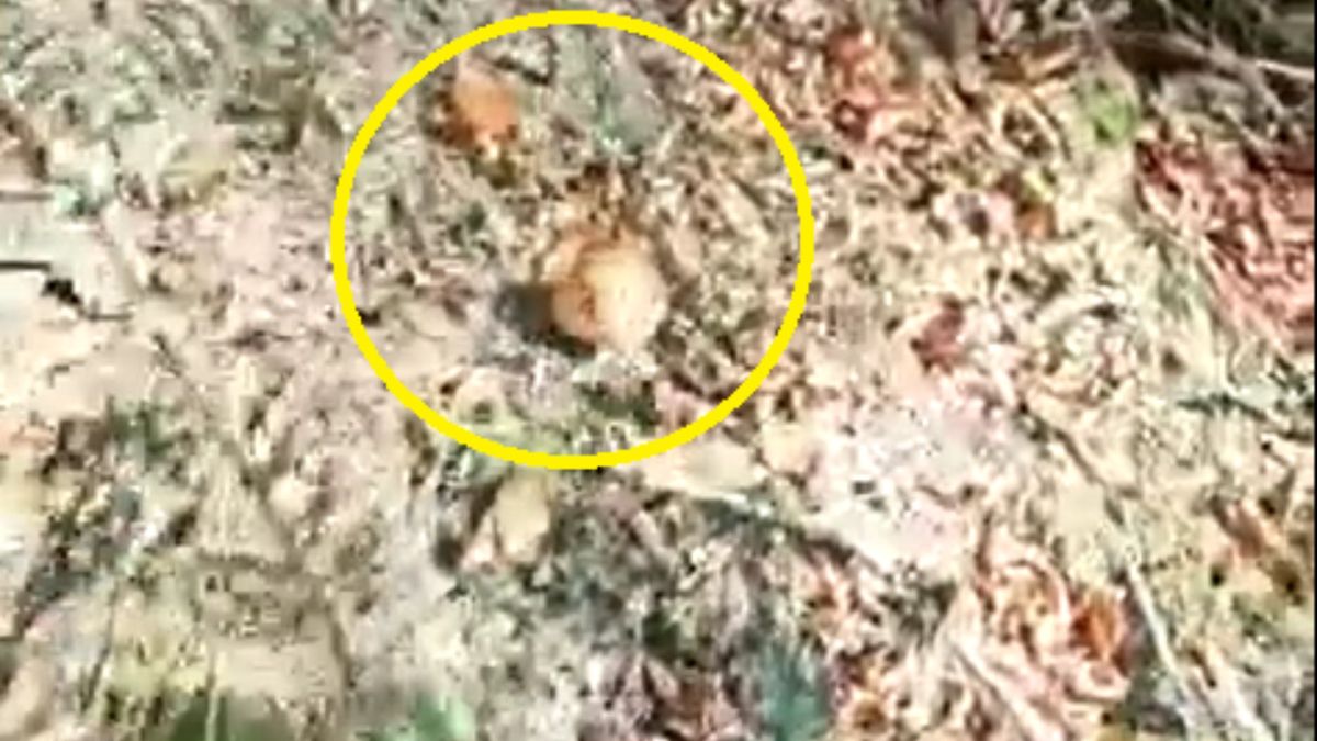 Nadleśnictwo pokazało wideo