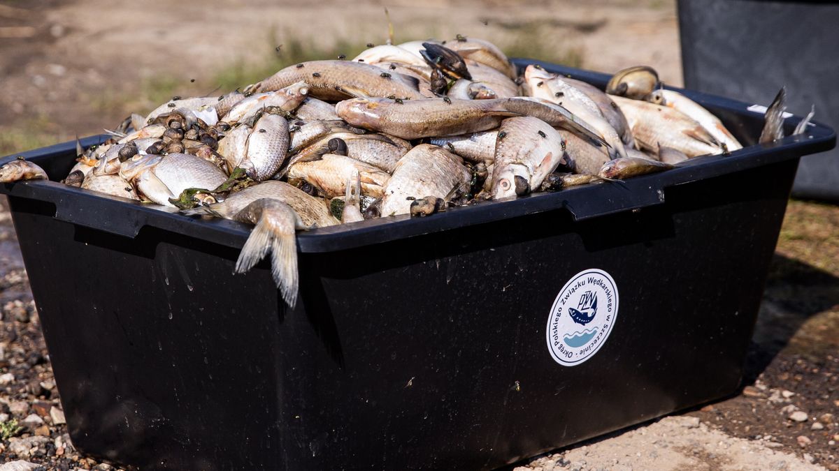 Szczecin, 17.08.2022. Akcja wyławiania śniętych ryb z Odry w dzielnicy Szczecin Żydowce, 17 bm. (jm) PAP/Jerzy Muszyński