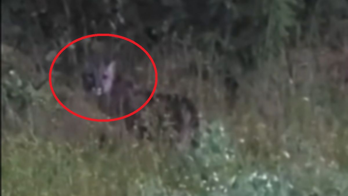 Puma zauważona w woj. zachodniopomorskim.