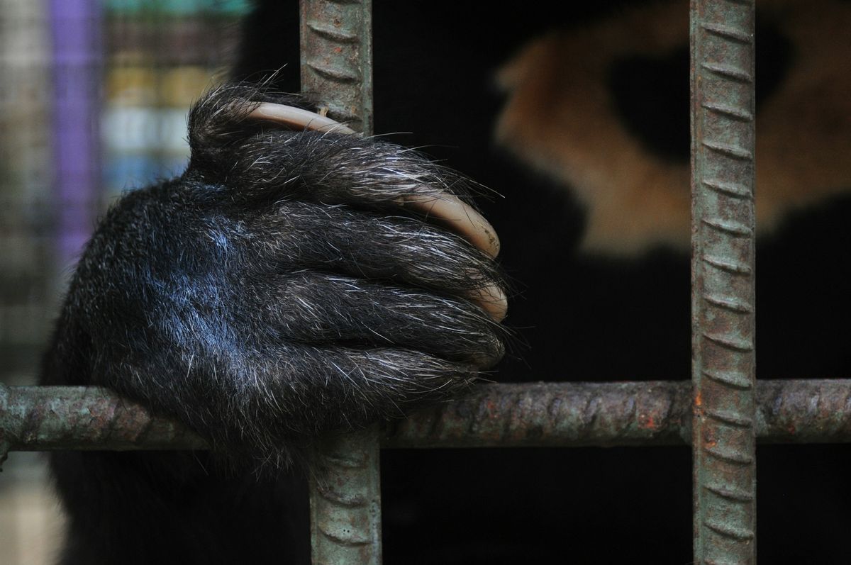 Wrocław. Opiekun niedźwiedzi zamknie się w ciasnej klatce na kilka godzin