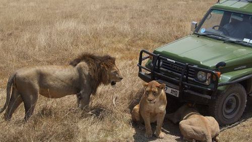 Park Narodowy Ngorongoro 1