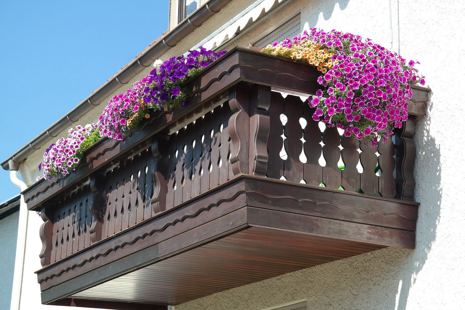 Niewymagające kwiaty na balkon