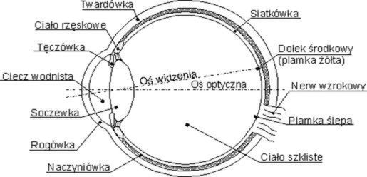 Schemat budowy oka