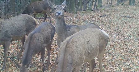 Chmara jeleni uchwycona fotopułapką. Niezwykłe nagranie z Bieszczad
