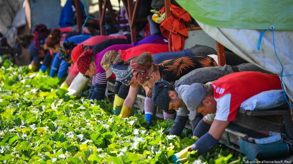 Niemcy. 174 zarażonych koronawirusem w gospodarstwie rolnym w Bawarii 