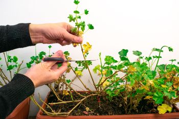 Tak przechowasz pelargonię. Na wiosnę ci podziękuje