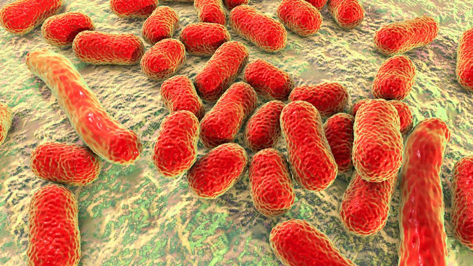 Acinetobacter baumannii.