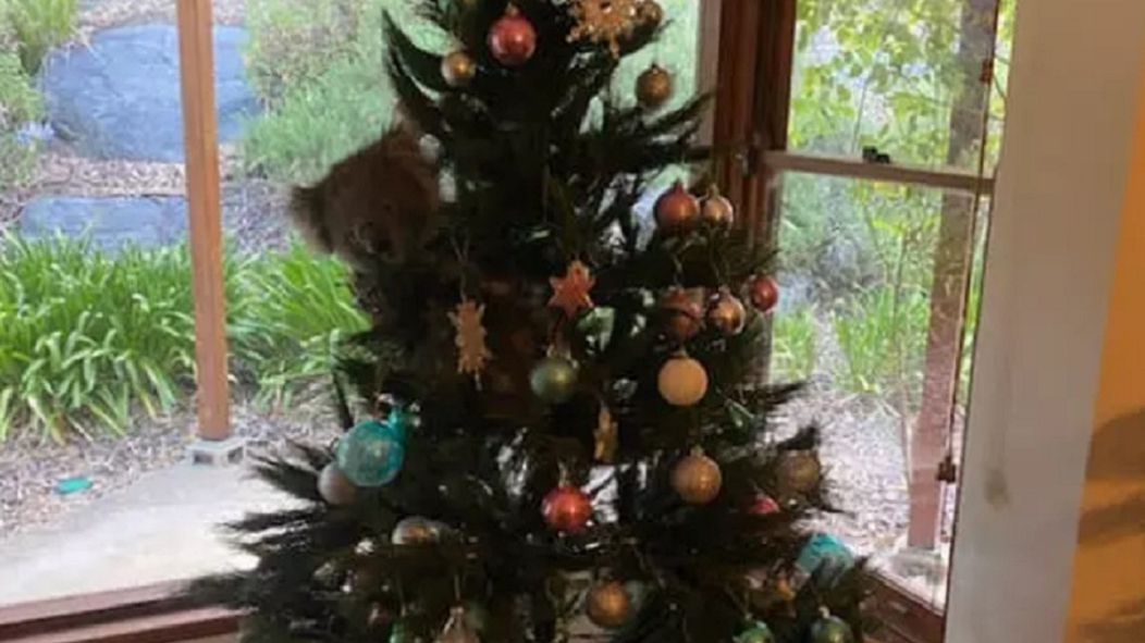 Koala wdrapała się na choinkę