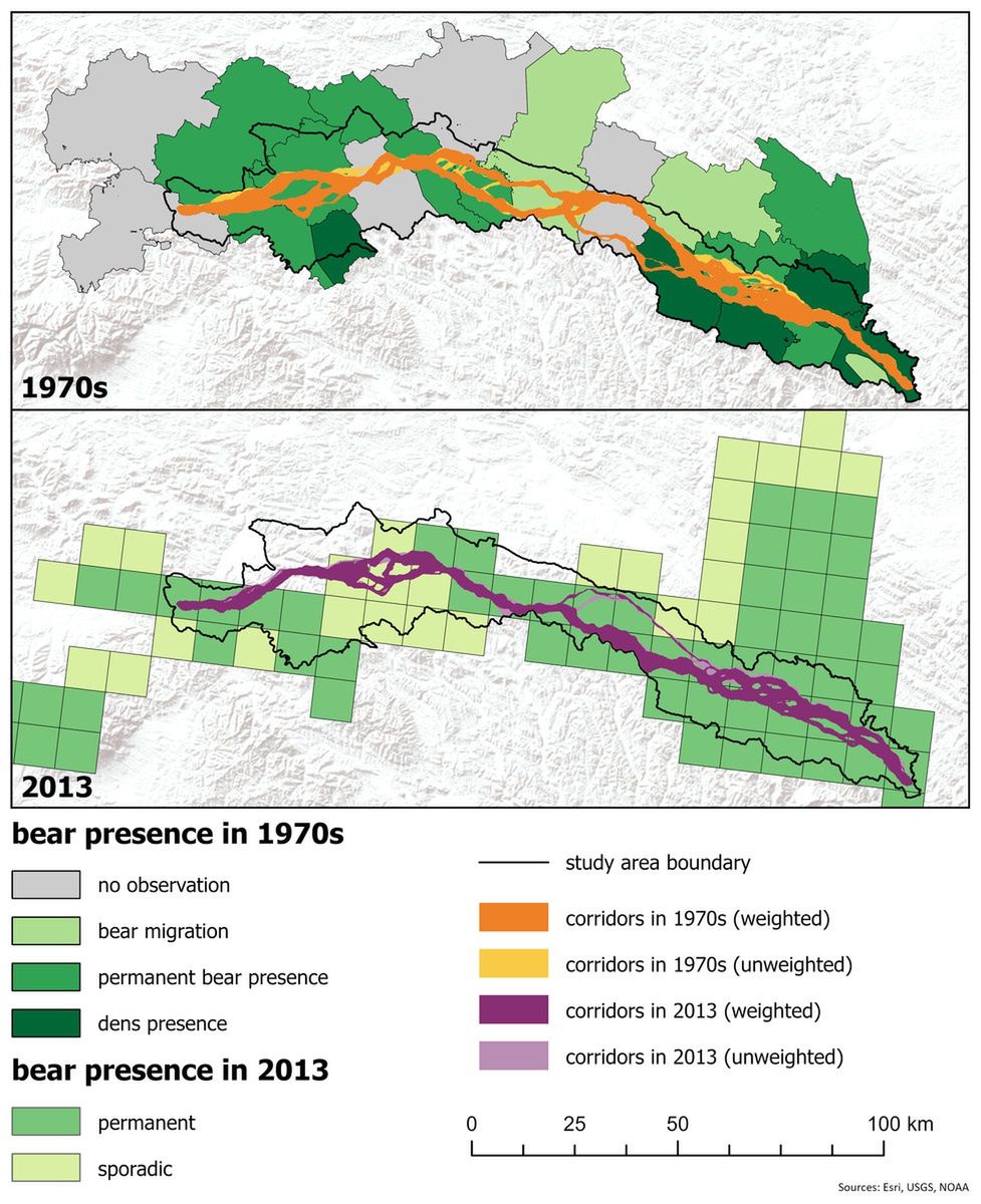 Korytarze odnoszące się do danych o obecności niedźwiedzi
