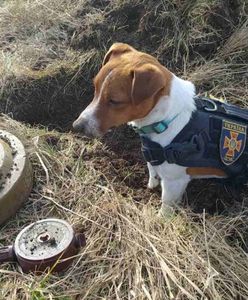 Sukces 90 razy. Patron z Ukrainy potrafi wywęszyć śmierć