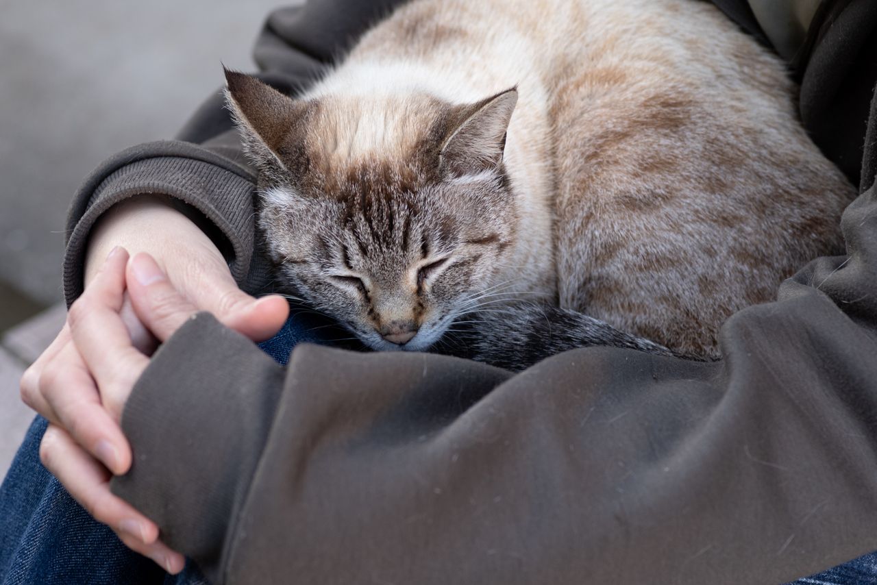 Sleeping with your feline friend? Here's why your cat's cuddling is a sign of trust and safety