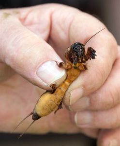 Ma nawet 10 cm długości. Wylej na ziemię, gdy zauważysz